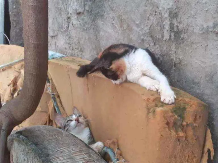 Gato ra a  idade 1 ano nome margarida, cinza, ra