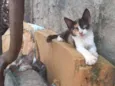 margarida, cinza, ra