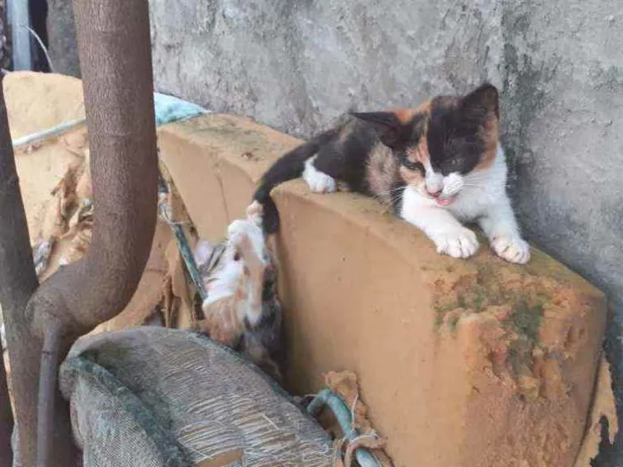 Gato ra a  idade 1 ano nome margarida, cinza, ra