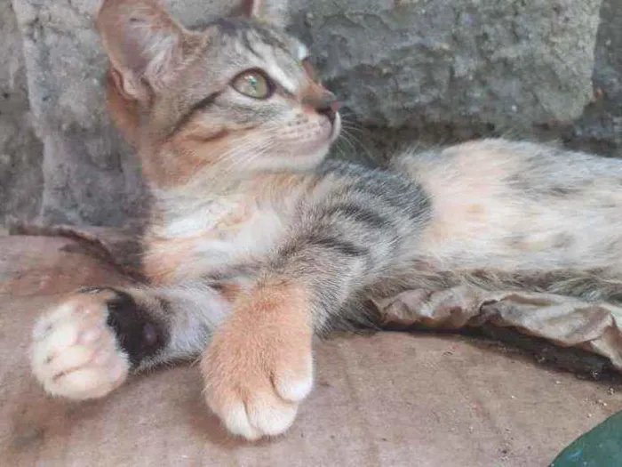 Gato ra a  idade 1 ano nome margarida, cinza, ra