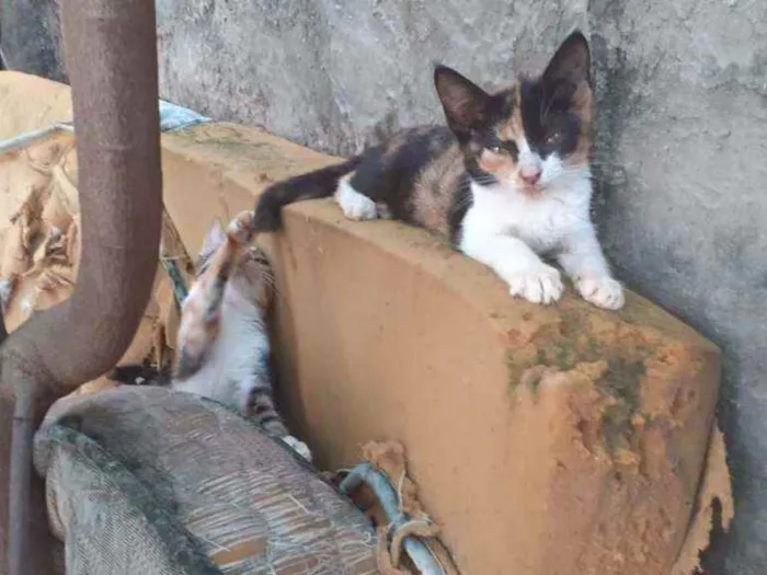 Gato ra a  idade 1 ano nome margarida, cinza, ra