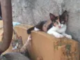 margarida, cinza, ra