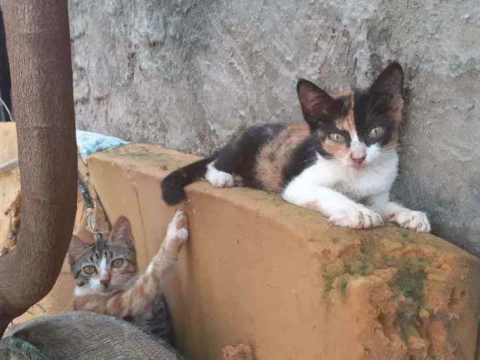 Gato ra a  idade 1 ano nome margarida, cinza, ra