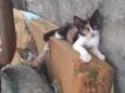 margarida, cinza, ra