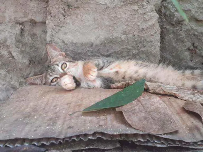 Gato ra a  idade 1 ano nome margarida, cinza, ra