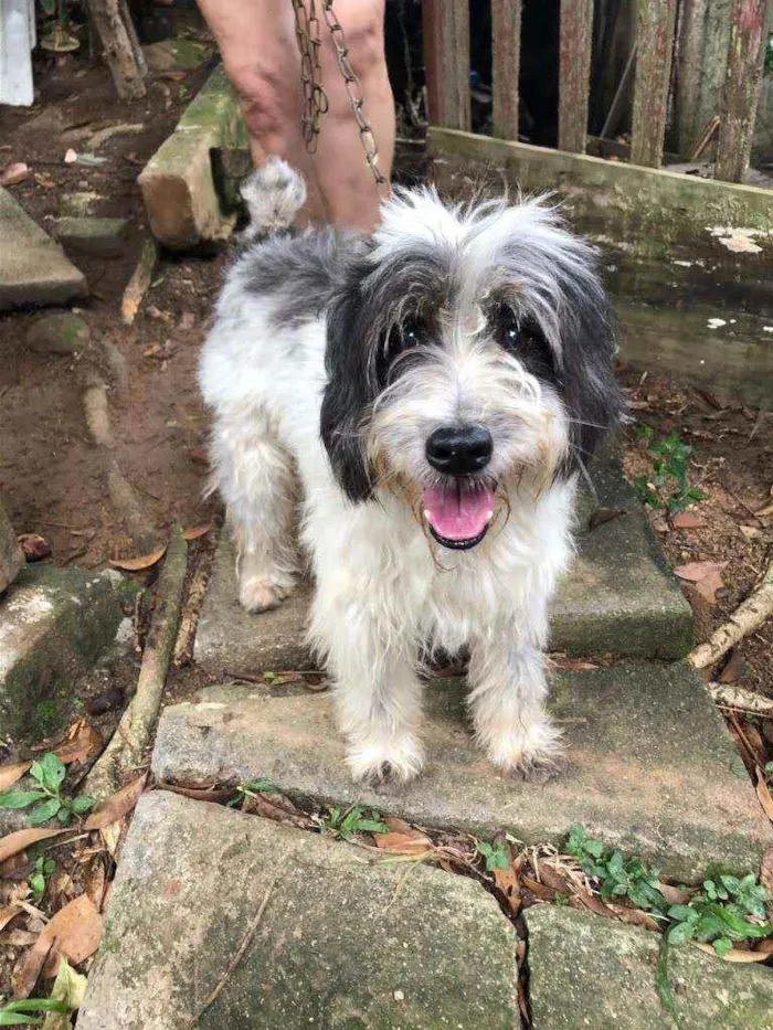 Cachorro ra a Poodle idade 4 anos nome Benicio