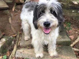 Cachorro raça Poodle idade 4 anos nome Benicio