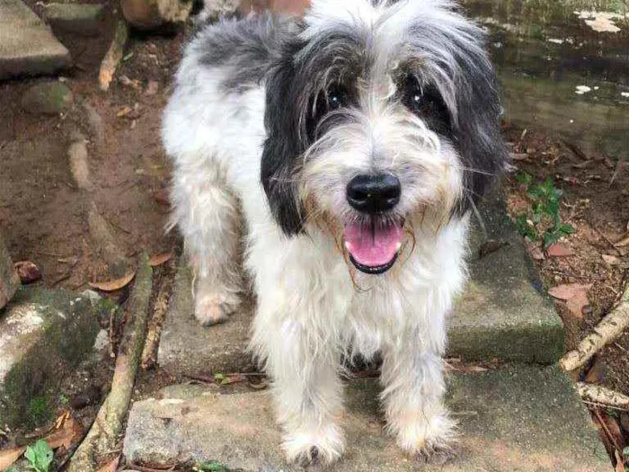 Cachorro ra a Poodle idade 4 anos nome Benicio