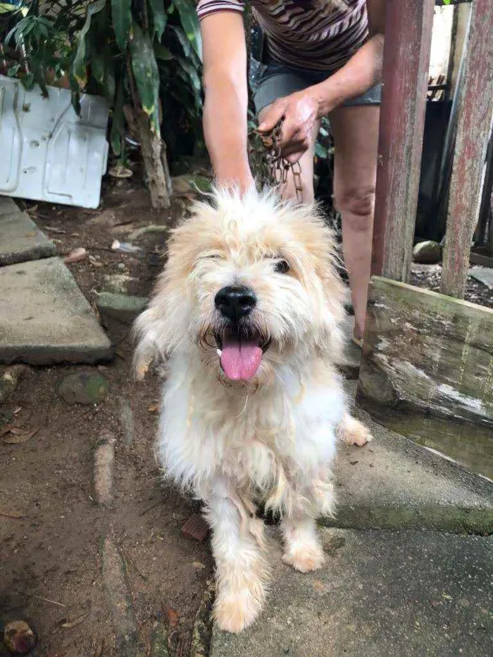 Cachorro ra a Poodle idade 4 anos nome Chantily