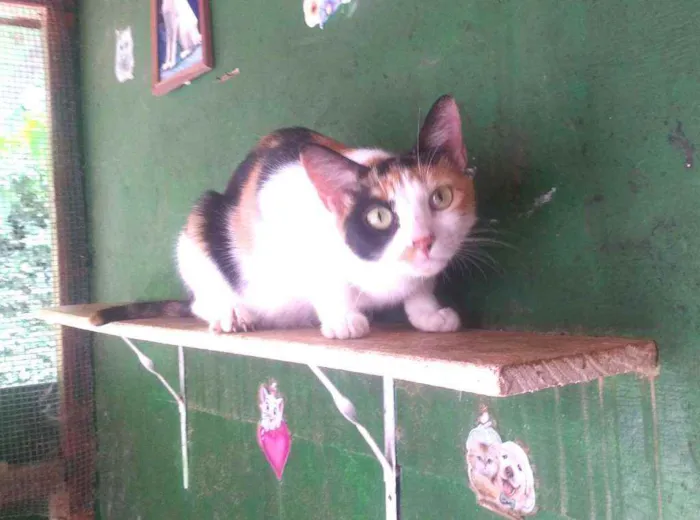 Gato ra a SRD idade 2 anos nome Jujuba