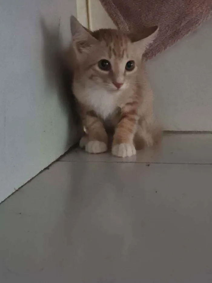 Gato ra a SRD idade 2 a 6 meses nome Malakay