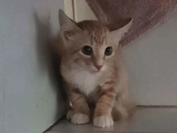 Gato ra a SRD idade 2 a 6 meses nome Malakay