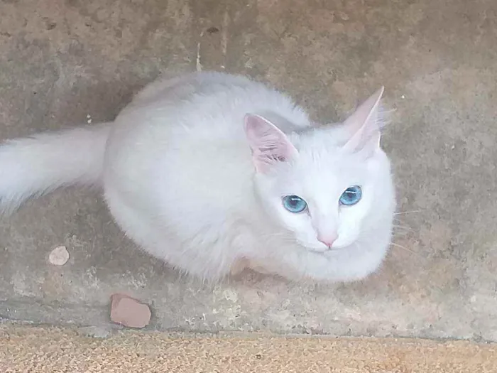 Gato raça Mestiço  idade 1 ano nome Luna