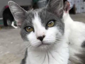 Gato raça Não sei  idade 2 a 6 meses nome Thomas 