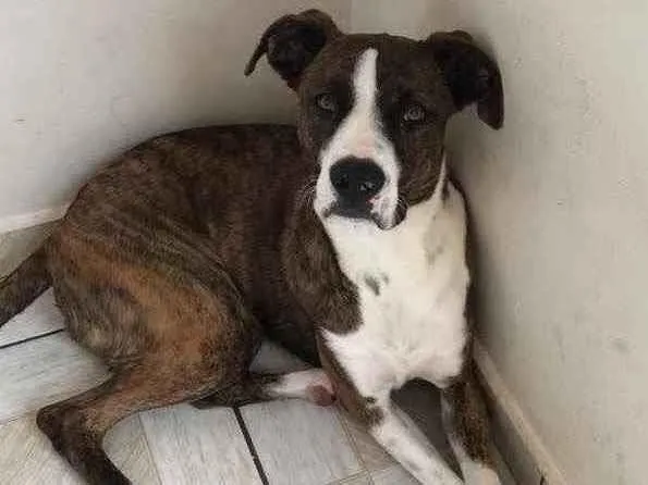 Cachorro raça Indefinida  idade 7 a 11 meses nome Zeus 