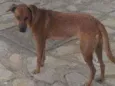 Mel