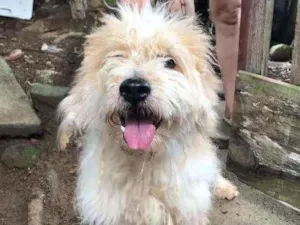 Cachorro raça Poodle idade 4 anos nome Chantily