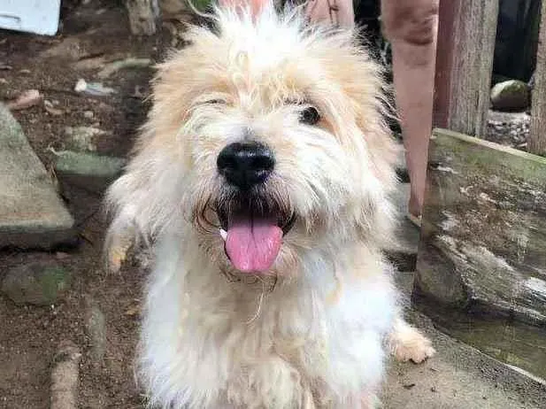 Cachorro ra a Poodle idade 4 anos nome Chantily