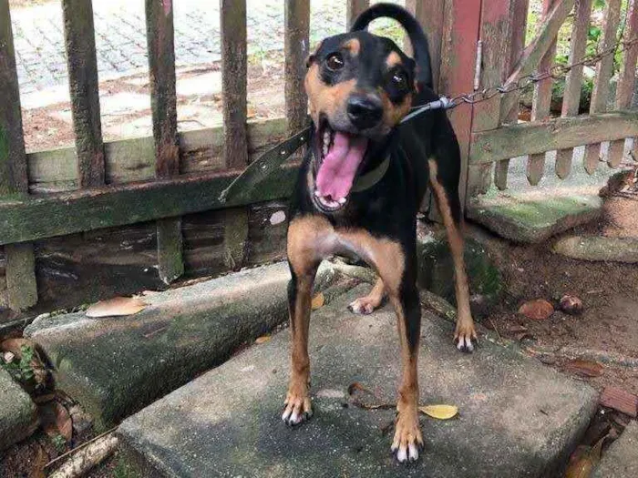 Cachorro ra a SRD idade 4 anos nome Prince