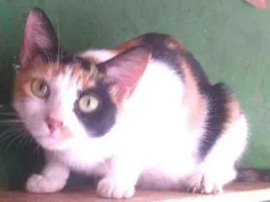 Gato raça SRD idade 2 anos nome Jujuba