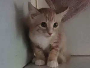 Gato raça SRD idade 2 a 6 meses nome Malakay