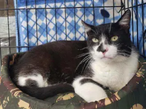 Gato raça Srd idade 5 anos nome Sebastian