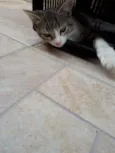 Tom