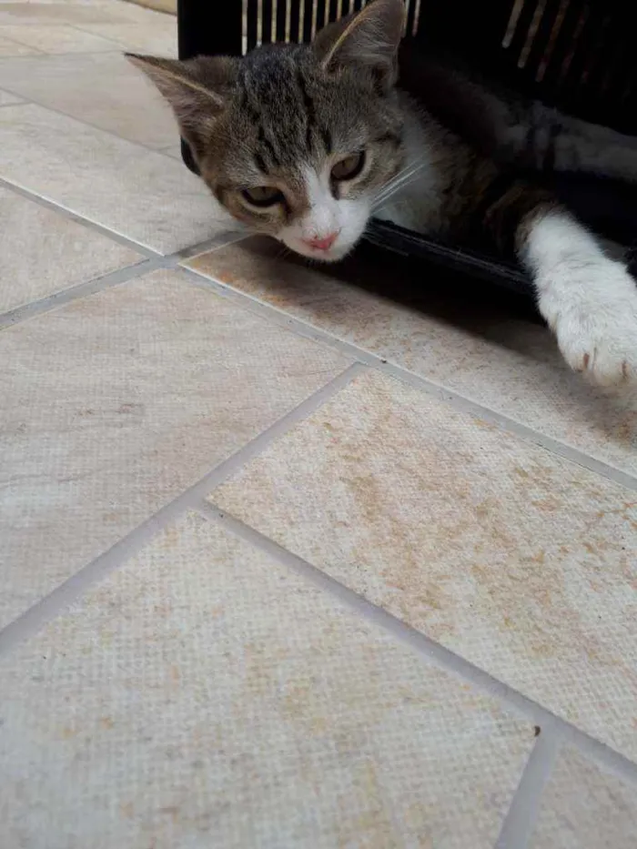 Gato raça Mestiço  idade 2 a 6 meses nome Tom