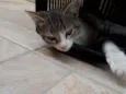 Tom
