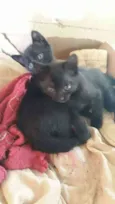 Nina e nica