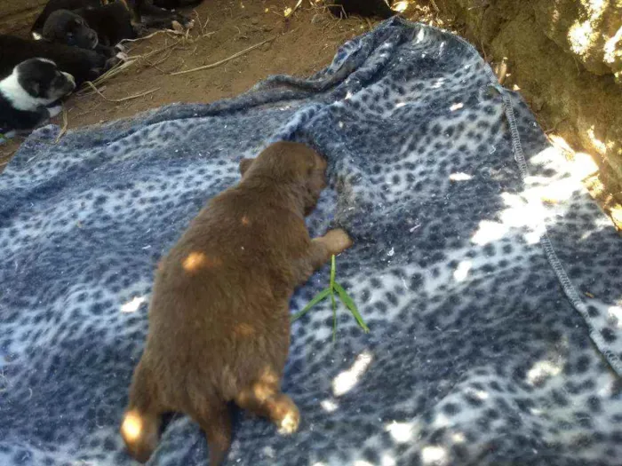 Cachorro ra a Vira-lata idade Abaixo de 2 meses nome Não possui nome