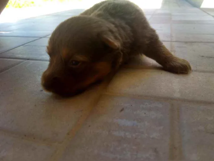 Cachorro ra a Vira-lata idade Abaixo de 2 meses nome Não possui nome