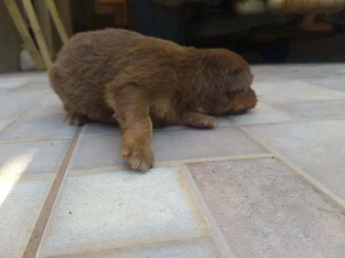 Cachorro ra a Vira-lata idade Abaixo de 2 meses nome Não possui nome