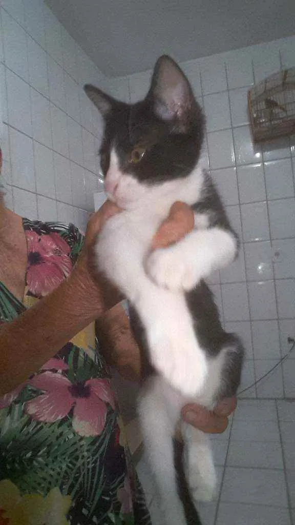 Gato raça  idade 2 a 6 meses nome Sem nome