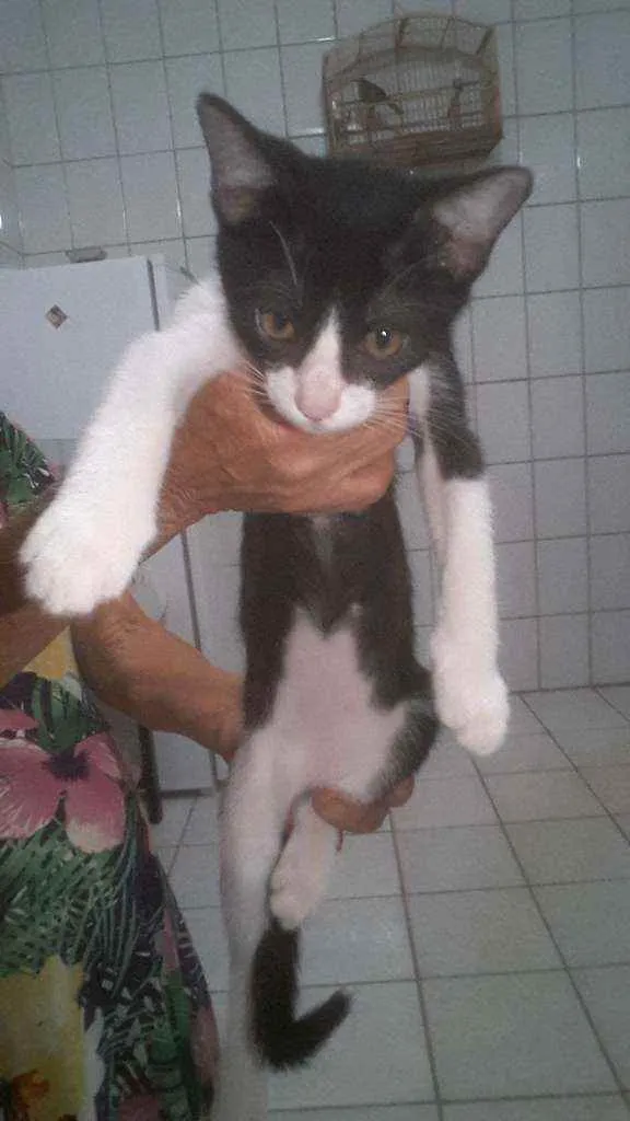 Gato raça  idade 2 a 6 meses nome Sem nome