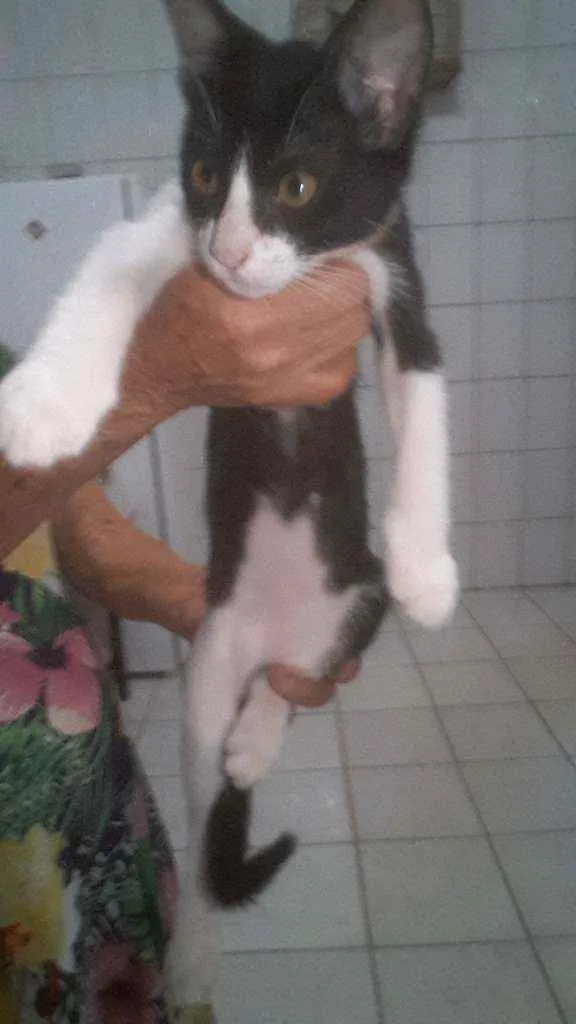 Gato raça  idade 2 a 6 meses nome Sem nome