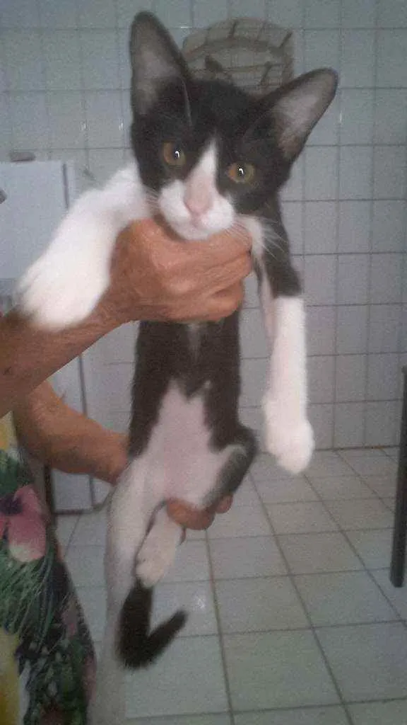 Gato raça  idade 2 a 6 meses nome Sem nome