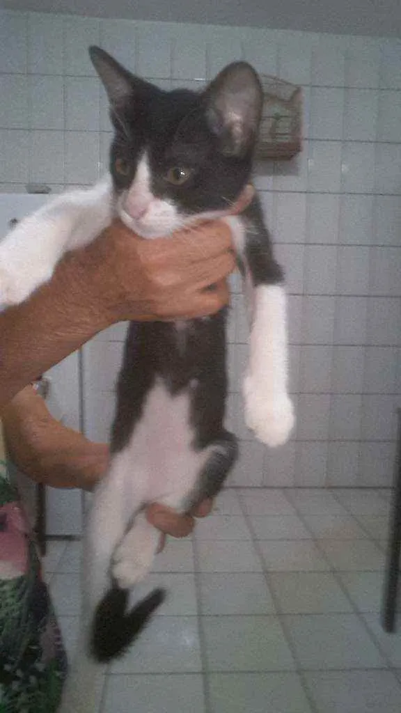 Gato raça  idade 2 a 6 meses nome Sem nome