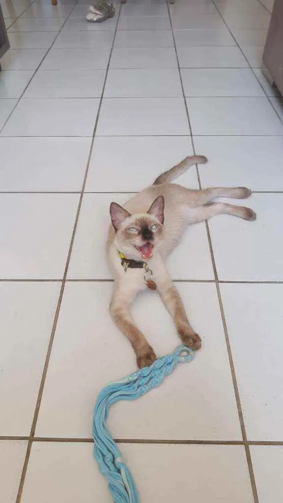 Gato ra a siames idade 7 a 11 meses nome luffy