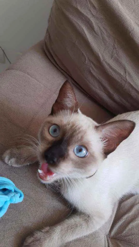 Gato ra a siames idade 7 a 11 meses nome luffy