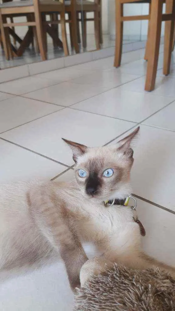 Gato ra a siames idade 7 a 11 meses nome luffy