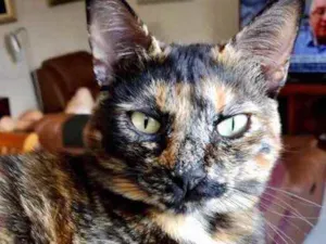 Gato raça Srd  idade 7 a 11 meses nome Shiva linda gatinha 