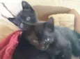 Nina e nica