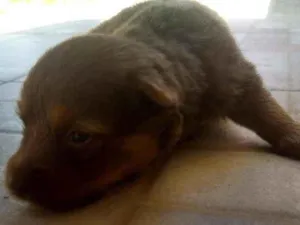 Cachorro raça Vira-lata idade Abaixo de 2 meses nome Não possui nome