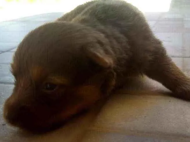 Cachorro ra a Vira-lata idade Abaixo de 2 meses nome Não possui nome