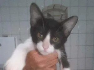 Gato raça  idade 2 a 6 meses nome Sem nome