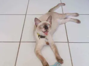 Gato raça siames idade 7 a 11 meses nome luffy
