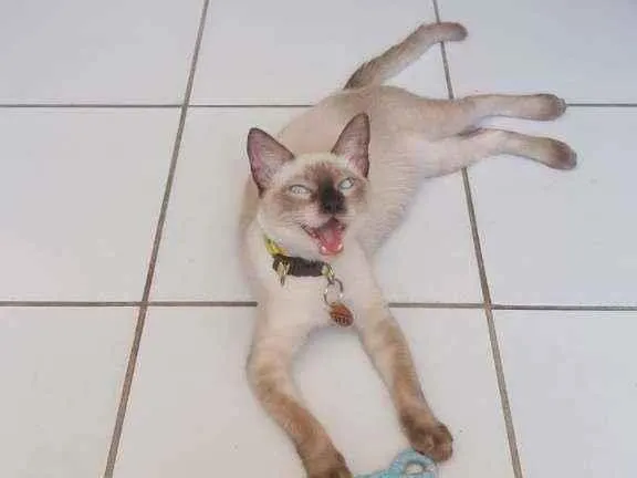 Gato ra a siames idade 7 a 11 meses nome luffy