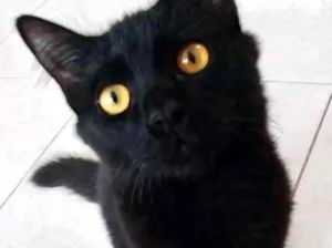 Gato raça Srd  idade 2 a 6 meses nome Luigi lindo bebê 
