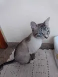 Gato raça Srd  idade 2 a 6 meses nome Jinjin lindo bebê 